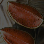 still life with fish and melons